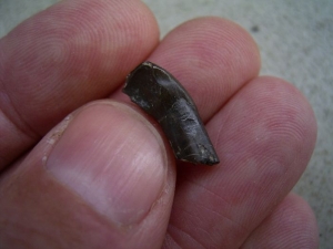 Paleeotherium Incisor - early horse