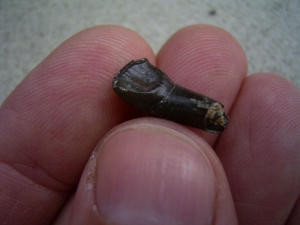 Paleeotherium Incisor - early horse