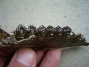 Paleeotherium Jaw -early horse # 2