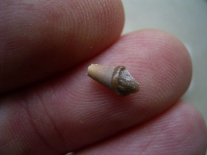 Tooth from the Otter ancestor Potamotherium