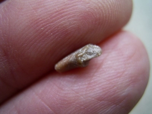 Tooth from the Otter ancestor Potamotherium