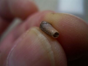 Tooth from the Otter ancestor Potamotherium