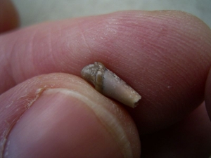 Tooth from the Otter ancestor Potamotherium