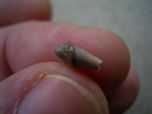 Tooth from the Otter ancestor Potamotherium