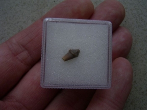 Tooth from the Otter ancestor Potamotherium