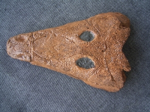 Benthosuchus skull cast