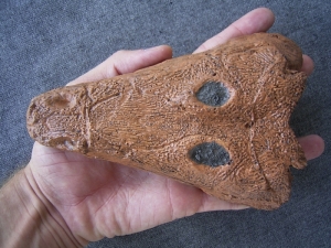 Benthosuchus skull cast