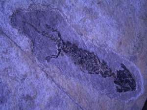 Discosauriscus, three animals on one slab