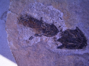 Discosauriscus, drei auf einer Platte