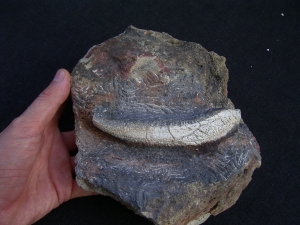 Trimerorhachis Jaw