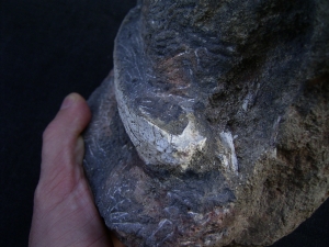 Trimerorhachis Jaw