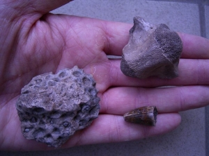 Alligator Vertebra, skute and tooth