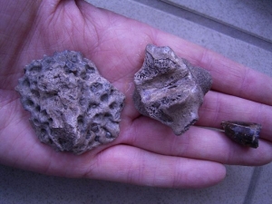 Alligator Vertebra, skute and tooth