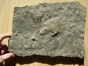 Two imprints of Atreipus