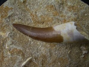 Plesiosaurus Zahn; Marokko #1