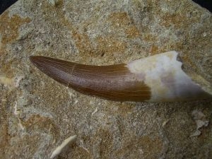 Plesiosaur tooth, Moroc # 1