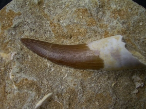 Plesiosaur tooth, Moroc # 1