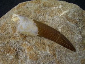 Plesiosaur tooth, Moroc # 1