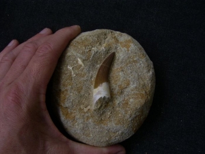 Plesiosaurus Zahn; Marokko #1