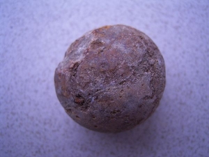 Turtle egg from Madagascar