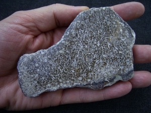 Dinosaur bone Atlasaurus polished slab