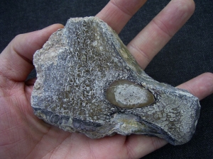 Dinosaur bone Atlasaurus polished slab