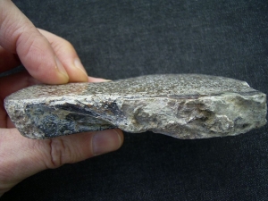 Dinosaur bone Atlasaurus polished slab