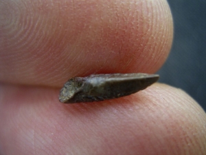 Dimetrodon Claw