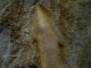 Sawfish tooth Oncoprestus, Phosphat mines