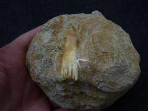 Sawfish tooth Oncoprestus, Phosphat mines