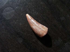 Amphibian tooth Koskinodon