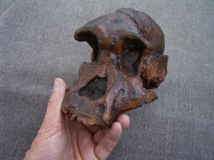 Australopithecus africanus STW 505