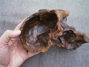 Australopithecus africanus STW 505