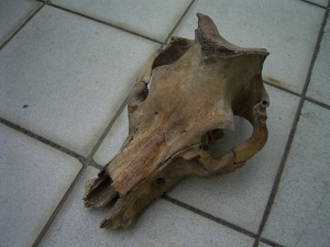 Schweine Schädel aus dem Pleistozän USA