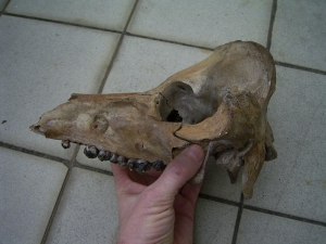 Pig skull, pleistocene age, found in the US