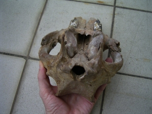 Pig skull, pleistocene age, found in the US
