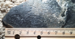 Coelacanth triassic age, Diplurus