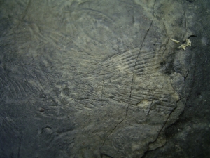 Coelacanth triassic age, Diplurus