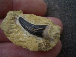 Großer Nothosaurus Zahn Unterer Muschelkalk