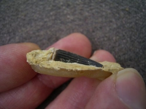 Big sized triassic Nothosaur tooth lower Muschelkalk