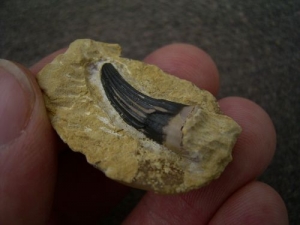 Großer Nothosaurus Zahn Unterer Muschelkalk