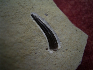Nothosaurus Zahn aus dem unteren (!) Muschelkalk