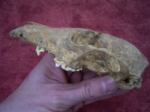 Fox skull from the cave