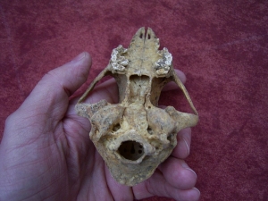 Fox skull from the cave