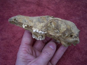 Fox skull from the cave