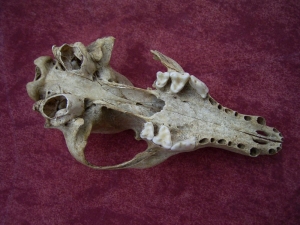 Fox skull from the cave # 2