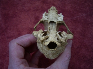 Fox skull from the cave # 2