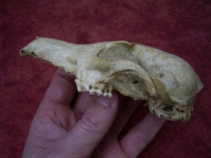 Fox skull from the cave # 2
