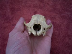 Fox skull from the cave # 2