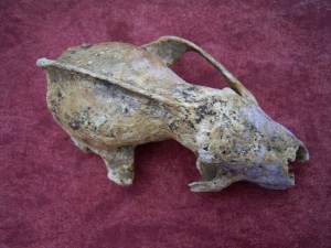 Badger skull from the cave